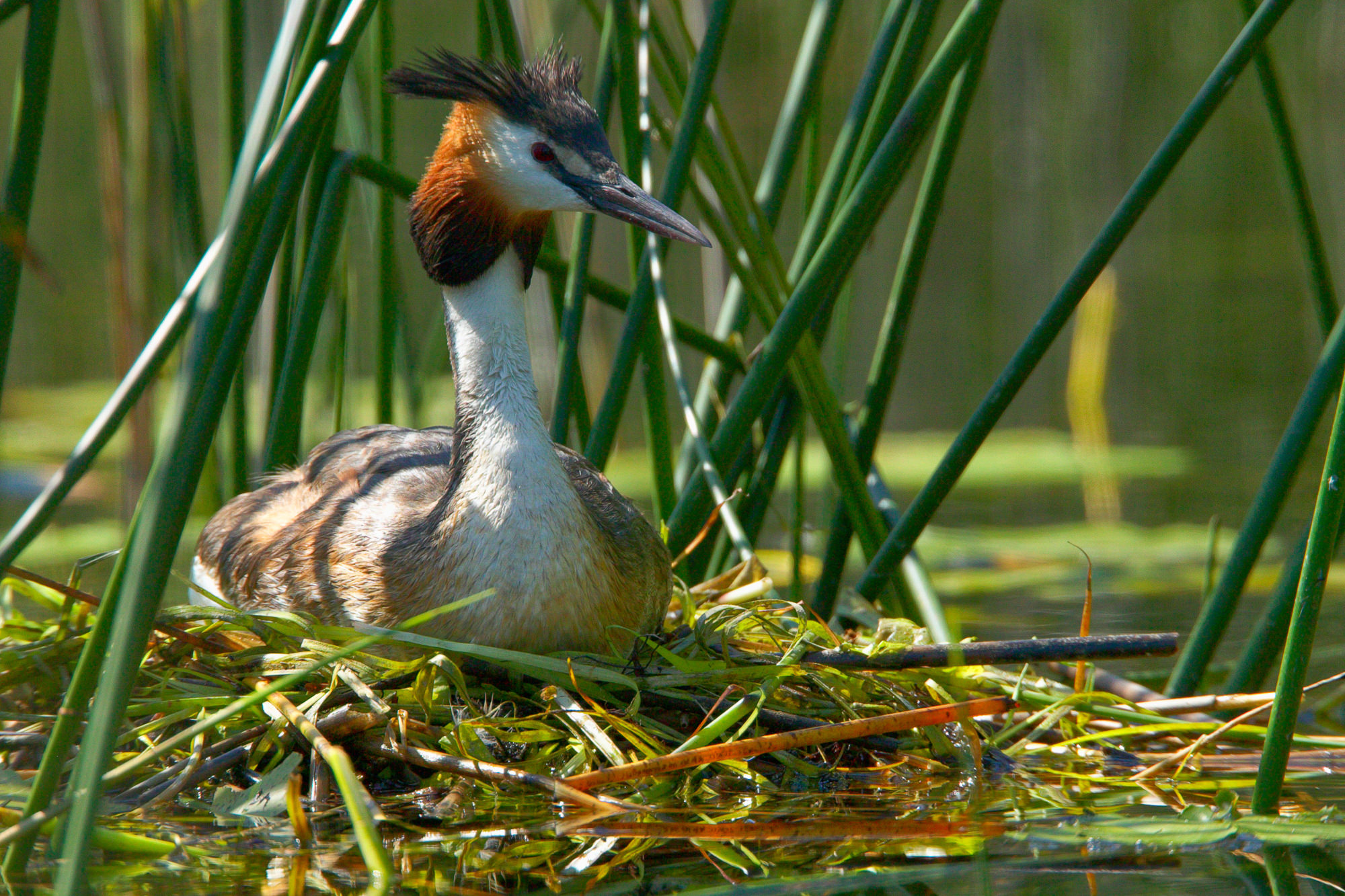 great crested grebe
